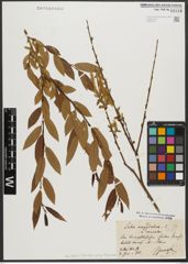 Foto von Salix triandra subsp. triandra L.